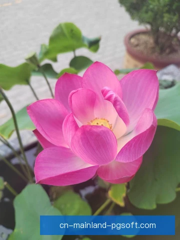 青岛西海岸阵型切换逻辑，攻守转换更加流畅